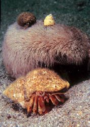 Hermit crab & friends - not sure what's happening here, b... by Mark Thomas 